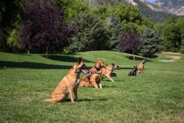 Unveiling The Secrets Of Dog Training With Kerry Marie: A Journey Of Discovery